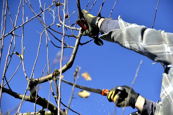 Faremer poda huerto de manzanas en invierno — Foto de Stock