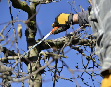 Faremer kışın elma bahçesini buduyor