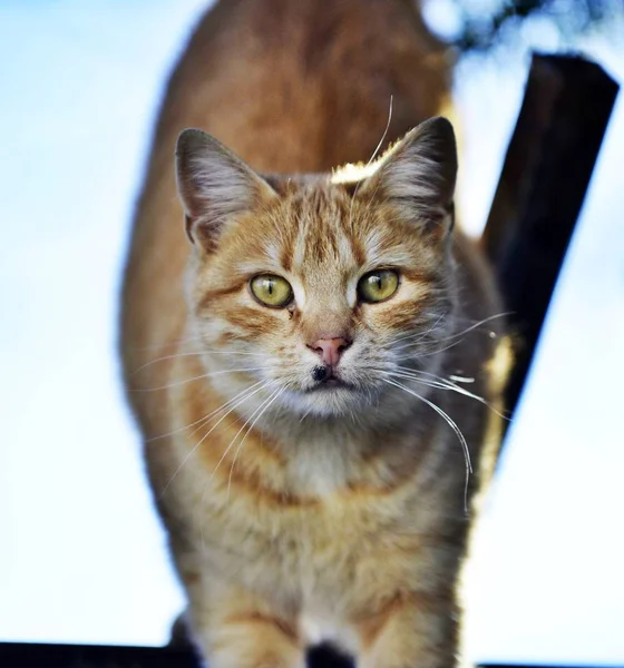 Image of a domestic brown cat pictured outdoor — Stock Photo, Image