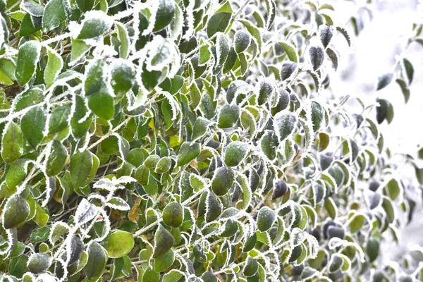 Geada em umas folhas verdes no inverno — Fotografia de Stock