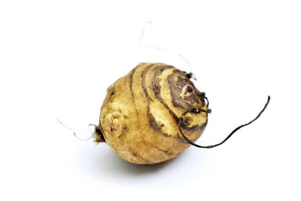 Syrový organický jeruzalémský artyčok, Helianthus tuberosus, zelenina na bílém — Stock fotografie