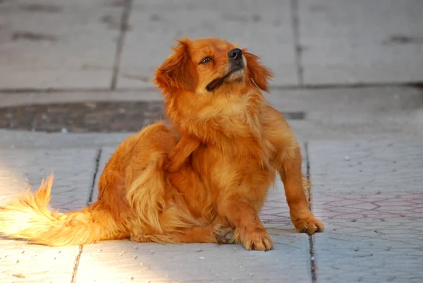Şirin turuncu, kahverengi sokak köpeği. Pire ve kenelerle kürkü tırmalıyor.