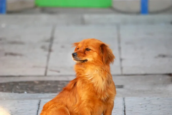 Retrato de um cão vadio marrom alaranjado no pavimento de rua — Fotografia de Stock