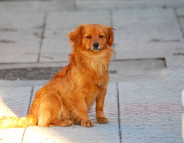 Sokaklarda dolaşan turuncu kahverengi bir köpeğin portresi.