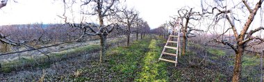 ladder in an pruned apple orchard, image
