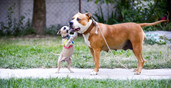 Söt amerikansk staffordshire terrier, valp leker med mamma — Stockfoto