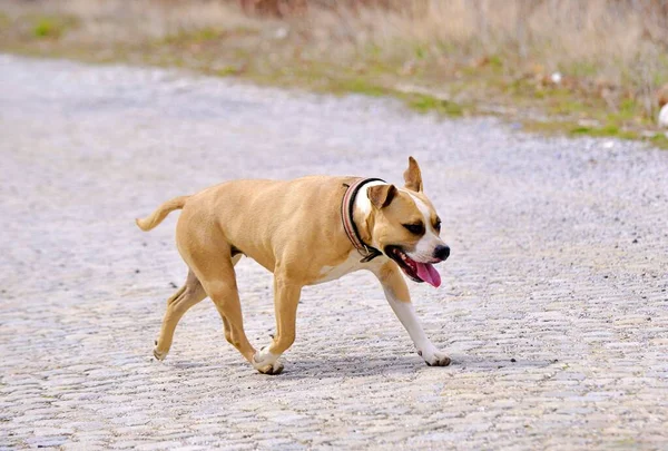 American Staffordshire Terrier Hund Kullerstensväg — Stockfoto