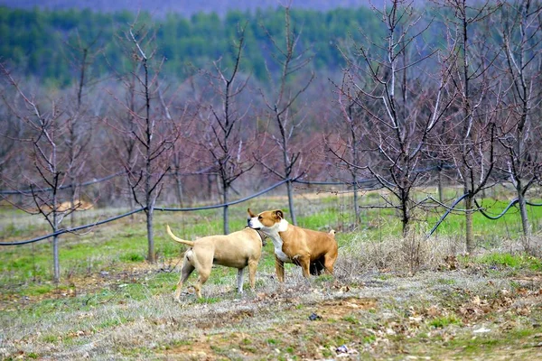 Amerykański Staffordshire Terrier Psów Przyrodzie — Zdjęcie stockowe