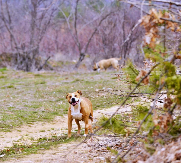 American Staffordshire Teriér Psi Přírodě — Stock fotografie