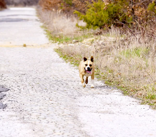 Americký Stafordšírský Teriér Pes Ona Dlážděná Cesta — Stock fotografie