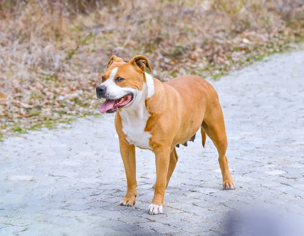 American Staffordshire Terrier Hund Kullerstensväg — Stockfoto