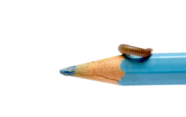 Ušní červ na modré tužce — Stock fotografie