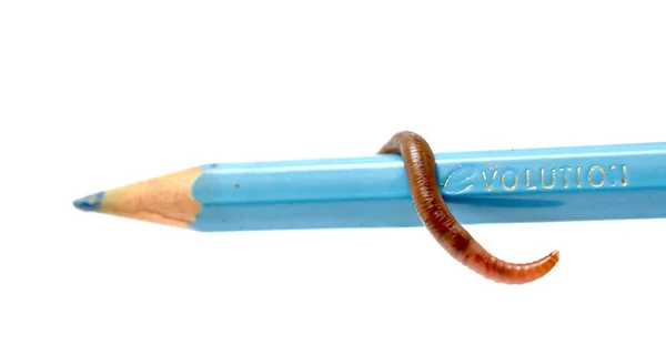 Γαιοσκώληκας σε μπλε μολύβι — Φωτογραφία Αρχείου