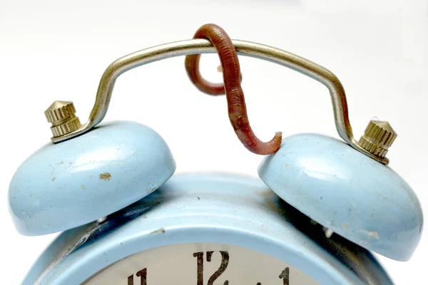 Gusano de la oreja en un reloj despertador azul —  Fotos de Stock