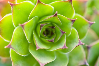 Bir Houseleek, semprevivum 'un görüntüsünü kapat