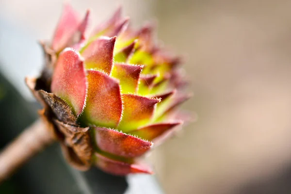 Zavřít obrázek houseleek, semprevivum — Stock fotografie