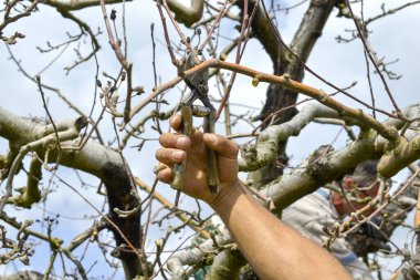 Bir meyve bahçesinde elma ağacı buduyor.