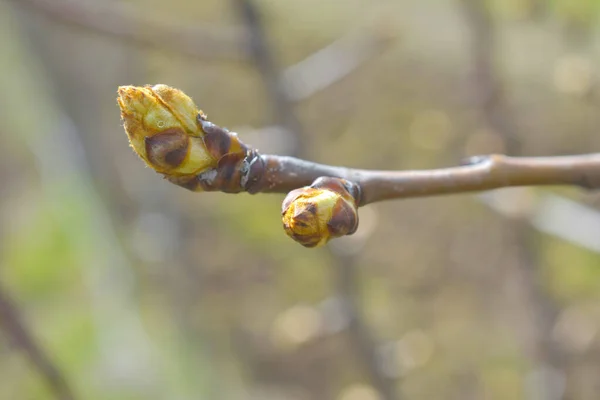 Close Pear Buds Twig — Stock Photo, Image