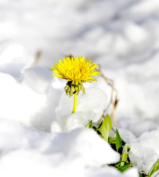 Pissenlit Sur Une Neige Fraîche Avril — Photo