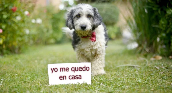 Bonito Preto Branco Adotado Cão Vadio Uma Grama Verde — Fotografia de Stock