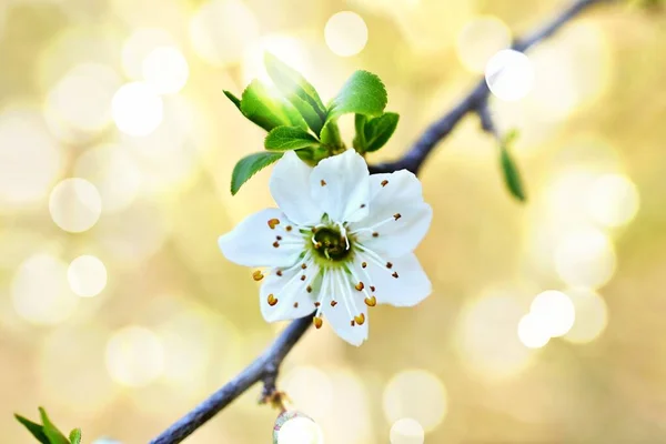 Bild der Pflaumenblüte, Frühlingskonzept — Stockfoto