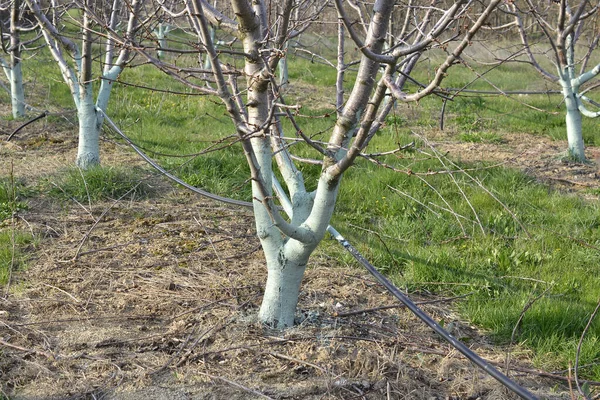 Cherry trees in april treated with Bordeaux mixture to combat mildew. Bordeaux mixture is allowed in organic agriculture and protects against blight and other diseases in plants — Stock Image Cherry Trees April Treated Bordeaux Mixture Combat Mildew Bordeaux Mixture Stock Image