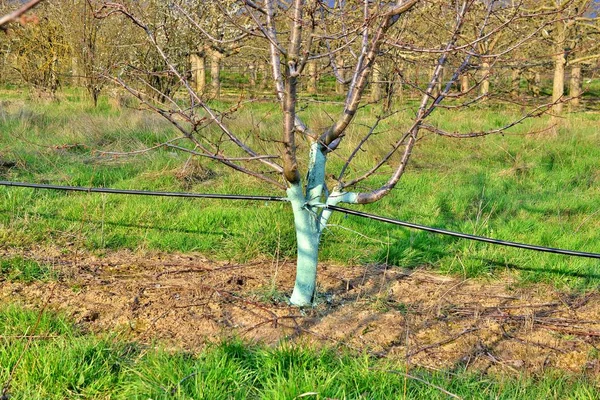 Cherry trees in april treated with Bordeaux mixture to combat mildew. Bordeaux mixture is allowed in organic agriculture and protects against blight and other diseases in plants — Stock Image Cherry Trees April Treated Bordeaux Mixture Combat Mildew Bordeaux Mixture Royalty Free Stock Photos