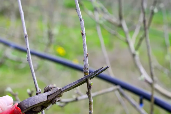 Machanical removing of powdery mildew apple tree twig — Stock Image Machanical removing of powdery mildew apple tree twig Royalty Free Stock Photos