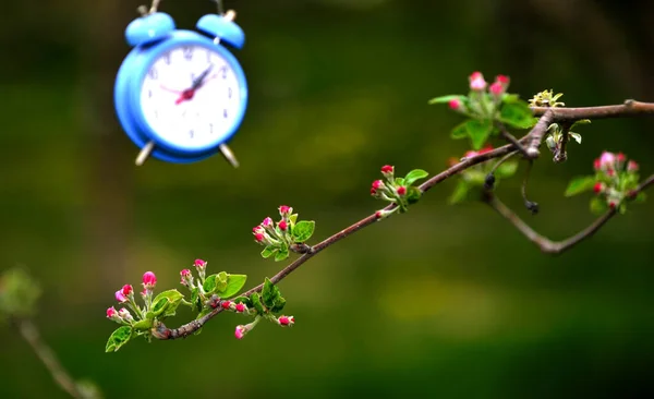 Zaman kavramı. Meyve bahçesindeki elma çiçeklerinde mavi alarm saati. — Stok fotoğraf