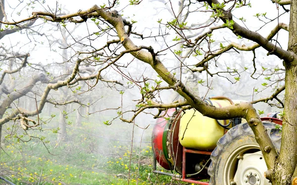 Besprutning Äppelträdgård Våren — Stockfoto