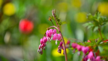 Kanayan Kalp Dicentra spektabilis 'Altın Kalp' çiçeği