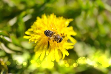 Arı karahindiba görüntüsü üzerinde çalışıyor