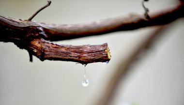 Dalları kesilmiş bir üzüm, kanayan ağaç suyu..