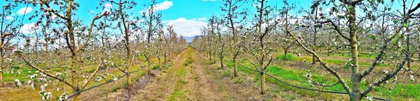 Apple Blossoms Orchard Spring Concept Panorama Image — Stock Photo, Image