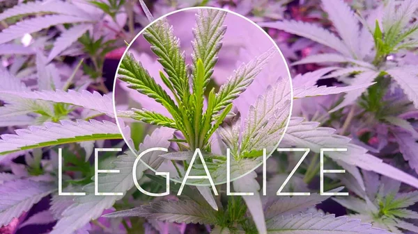 Marihuanapflanze Die Unter Künstlichen Umständen Einer Legalen Plantage Gedeiht Text — Stockfoto