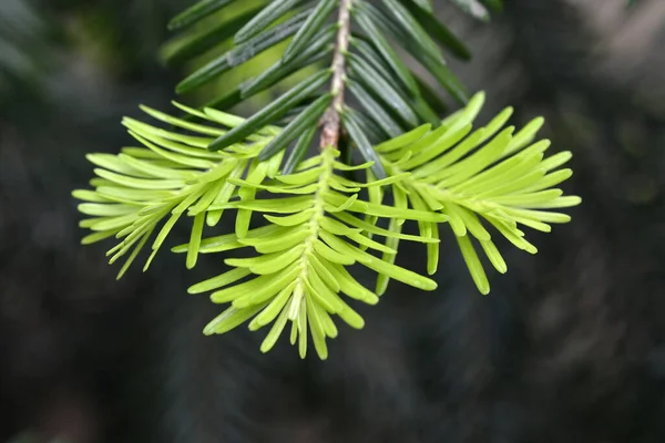 Kozalaklı Ağaç Dalı Tomurcuklar Genç Yeşil Lahanalar Kozalaklı Ağaç Dalları — Stok fotoğraf