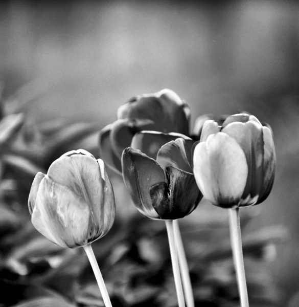 Immagine Monocromatica Tulipano Giardino Cortile — Foto Stock