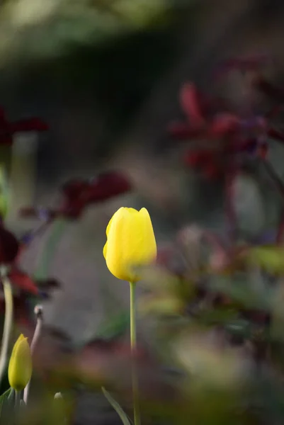 Tulipanes Amarillos Jardín Trasero Dof Poco Profundo —  Fotos de Stock