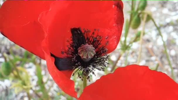 Vallmoblomma Blåsig Dag — Stockvideo