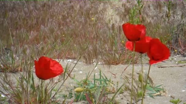 Цветок Мака Ветреный День — стоковое видео