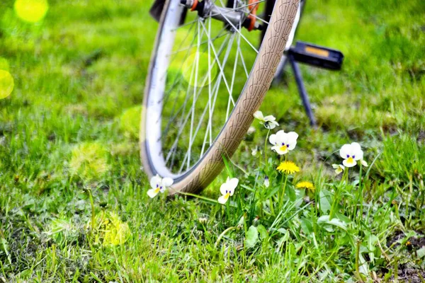 Frühling Blumen Stiefmütterchen und Fahrrad auf einem Gras — Stockfoto