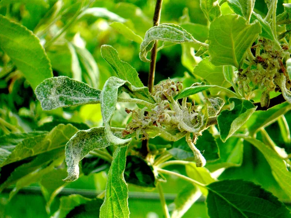 Powdery mildew ,Podoshpaera leucotricha on an apple tree — Stock Image Powdery mildew ,Podoshpaera leucotricha on an apple tree Royalty Free Stock Photos