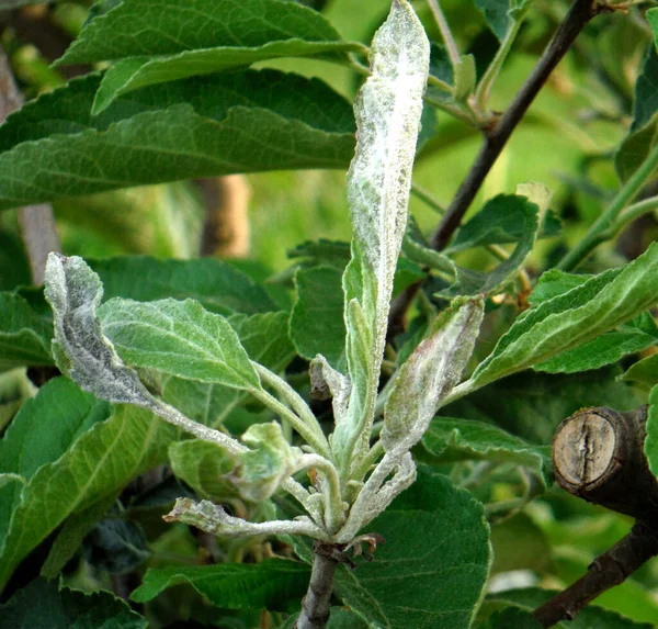 Powdery mildew ,Podoshpaera leucotricha on an apple tree — Stock Image Powdery mildew ,Podoshpaera leucotricha on an apple tree Royalty Free Stock Photos