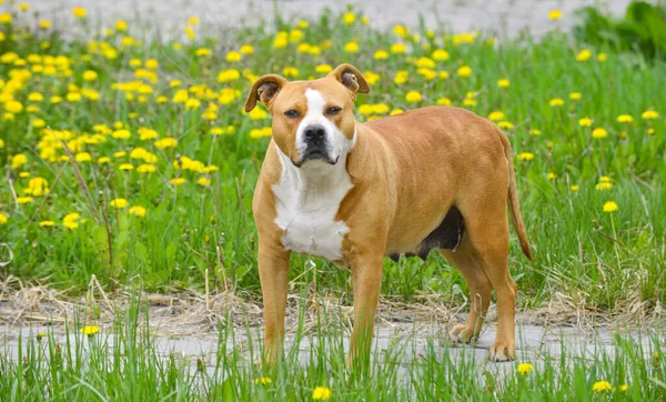 Γυναίκα Amstaff Κοιτάζοντας Κάμερα Που Περιβάλλεται Από Πικραλίδες — Φωτογραφία Αρχείου