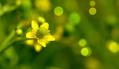 Düğünçiçeği, alkali düğün çiçeği, Ranunculaceae ailesinde yabani, çiçek açan bitkiler. Taze uzun düğün çiçeğinin üst üste beş yaprağı vardır...