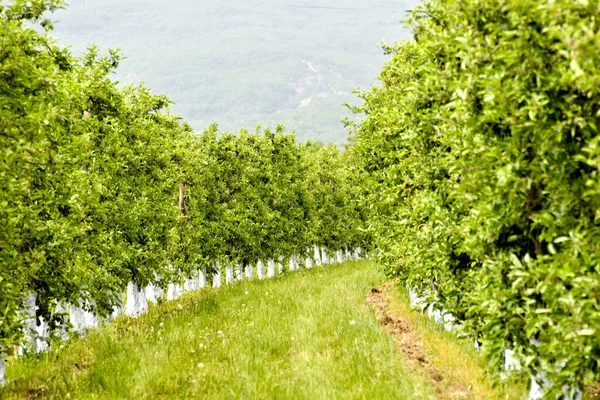 Macieiras Protegidas Com Mistura Bordeaux Pomar Primavera — Fotografia de Stock