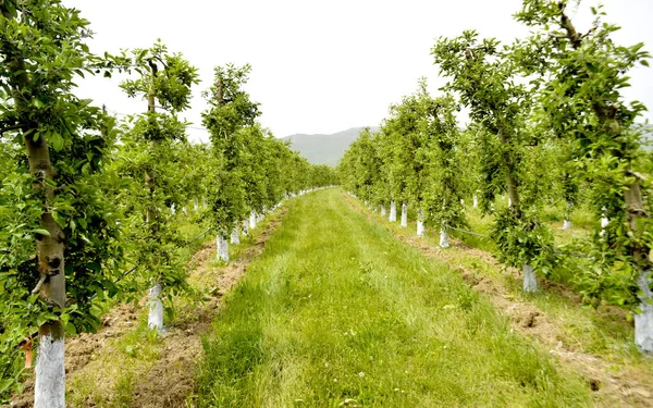 Apple trees protected with bordeaux mix, orchard in spring — Stock Image Apple Trees Protected Bordeaux Mix Orchard Spring Stock Image