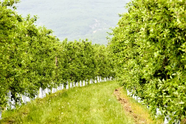 Apple trees protected with bordeaux mix, orchard in spring — Stock Image Apple Trees Protected Bordeaux Mix Orchard Spring Stock Image
