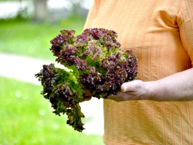 Elinde kırmızı yaprak marulu tutan kadın.