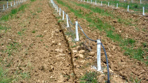 grafted trees in an apple orchard protected with bordeaux mixture to combat downy mildew